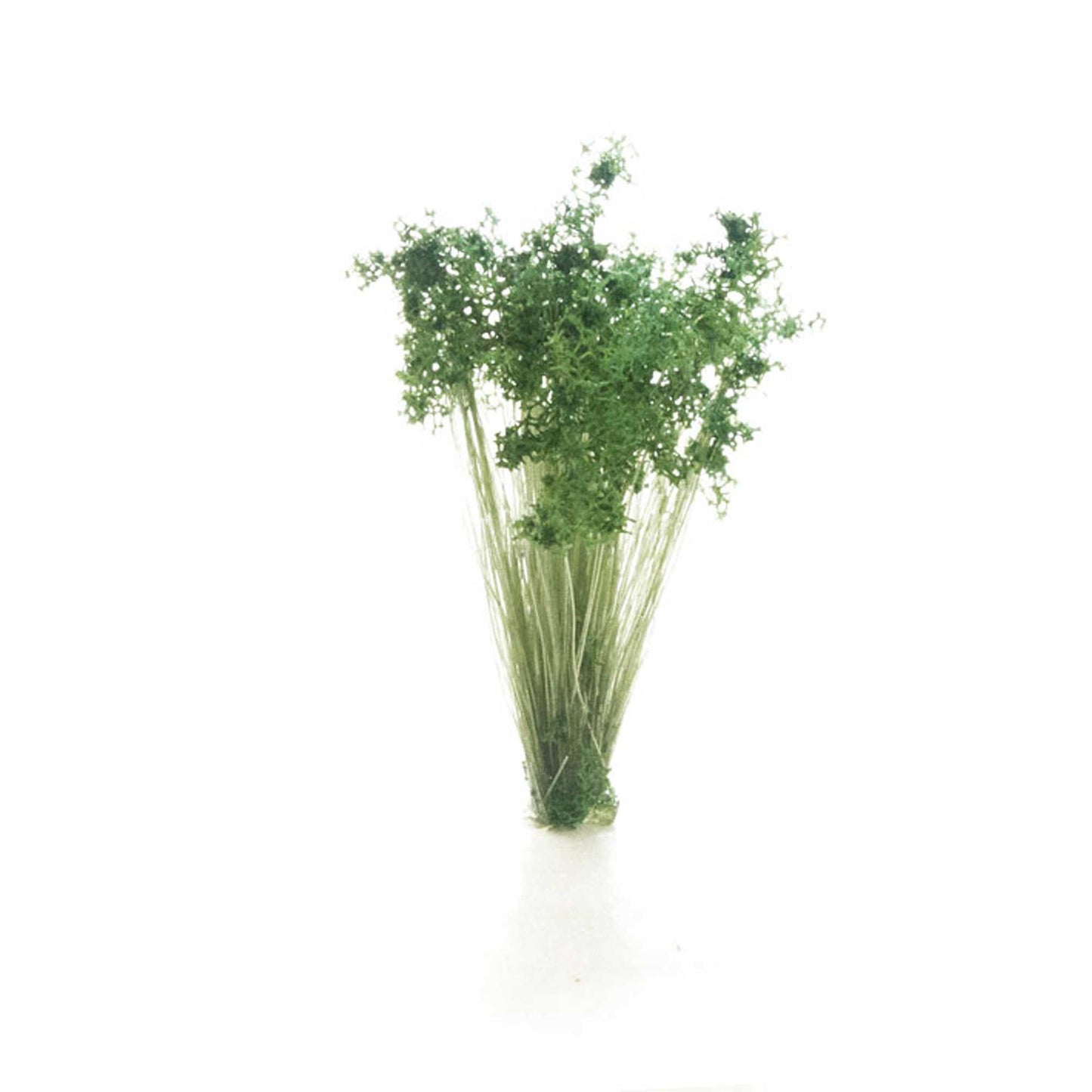 Dark Green Shrubs Tufts (WOOG6632)