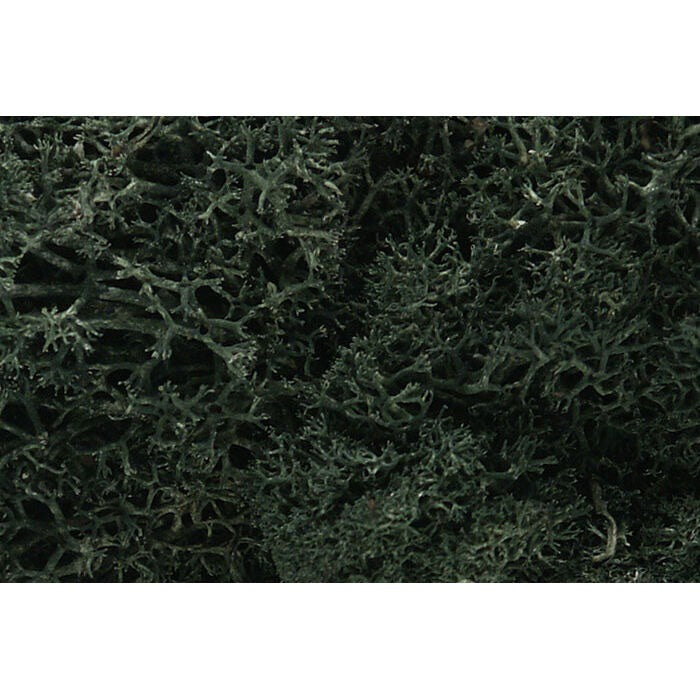 Lichen Dark Green (WOOL164)