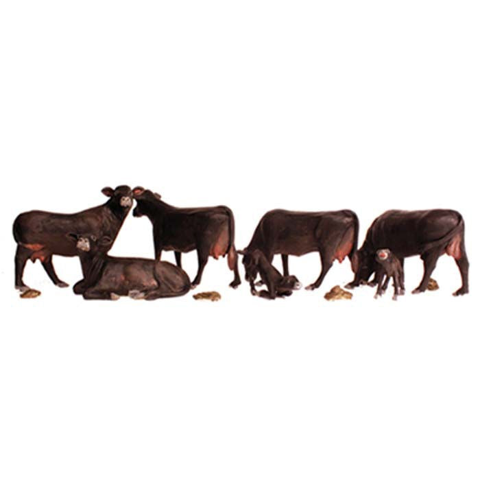 N Black Angus Cows (WOOA2217)
